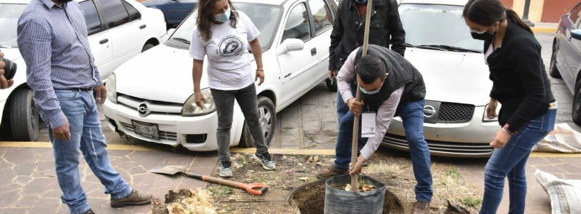 Renueva el Ayuntamiento de Oaxaca  arbolado urbano del Jardín Conzatti
