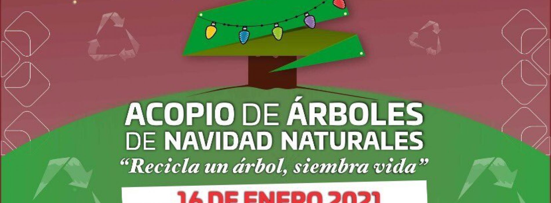 Alista Semaedeso campaña de acopio de árboles navideños naturales