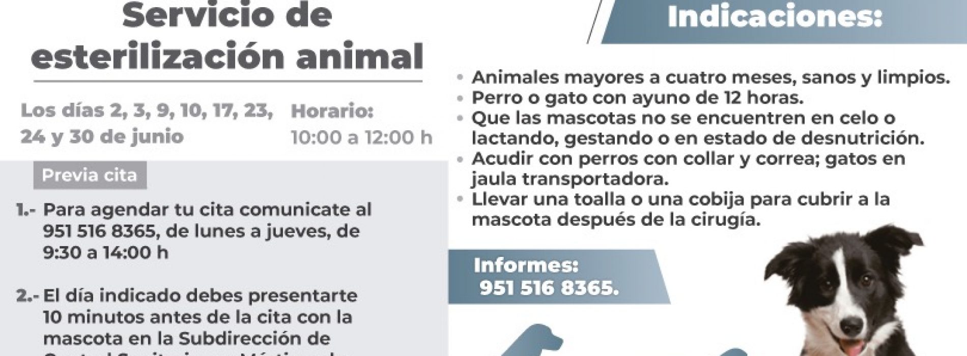 En junio, Ayuntamiento de Oaxaca de Juárez brindará servicio de esterilización animal