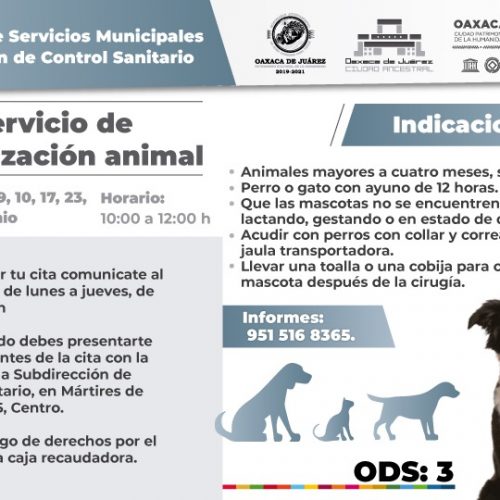 En junio, Ayuntamiento de Oaxaca de Juárez brindará servicio de esterilización animal