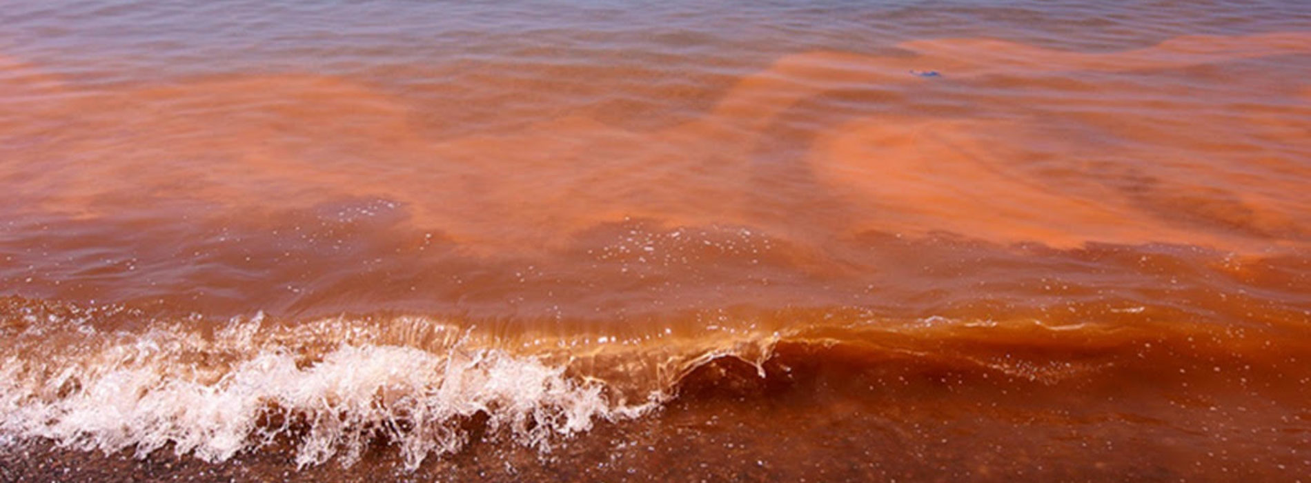 Detectan Marea Roja en costas istmeñas: SSO