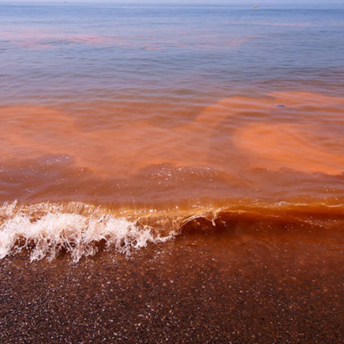 Detectan Marea Roja en costas istmeñas: SSO