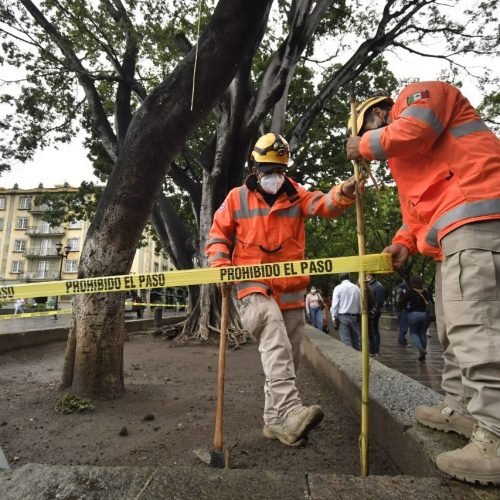 Ayuntamiento de Oaxaca acordona áreas del Zócalo ante posibles afectaciones en el arbolado por lluvias