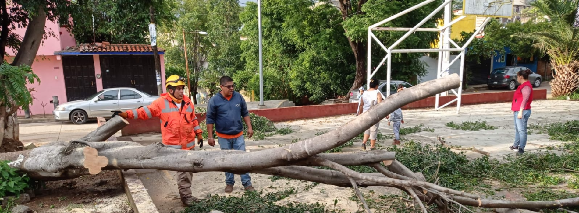 Rescatan Protección Civil Municipal y Bomberos a personas atrapadas en vehículo por caída de un árbol
