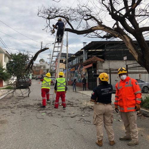 Retira Ayuntamiento capitalino árbol seco para minimizar riesgos, en la colonia Reforma