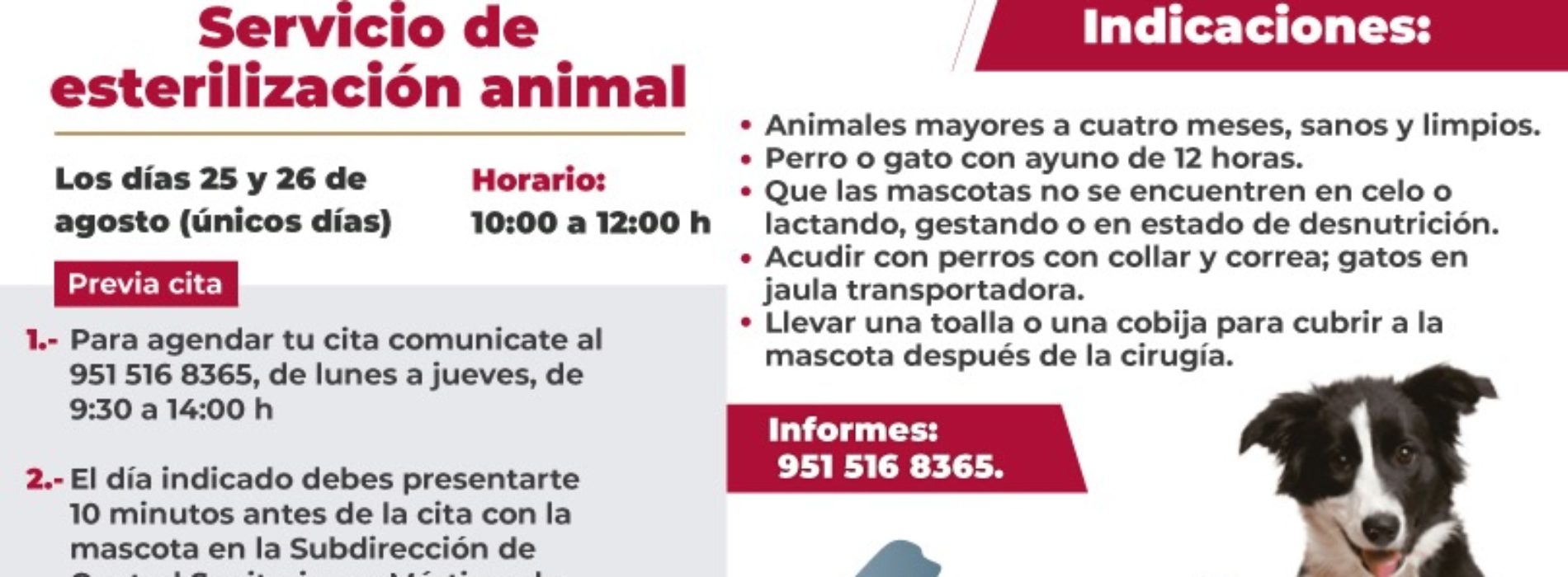 Ofrecerá Ayuntamiento de Oaxaca servicio de esterilización animal los días 25 y 26 de agosto