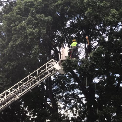 Realiza Bomberos poda de árboles en la Ciudad capital